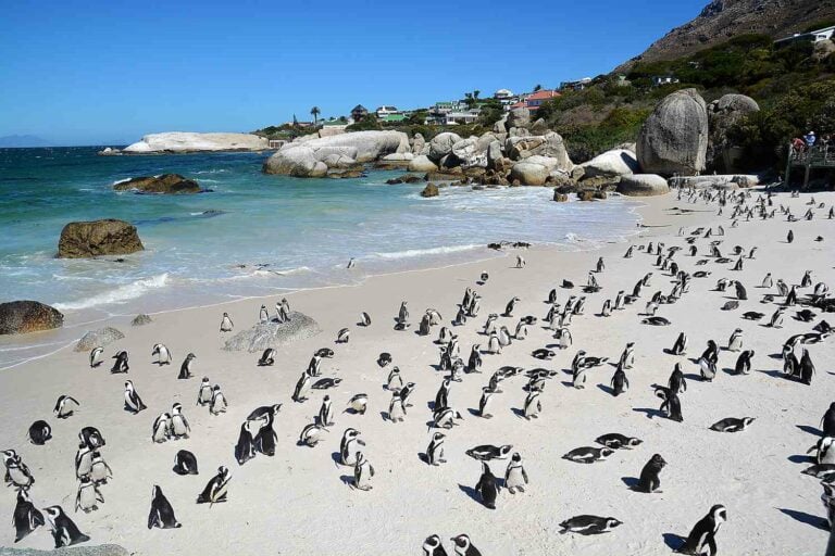 12 Day Luxury Cape Town, Kruger Park and Victoria Falls tour